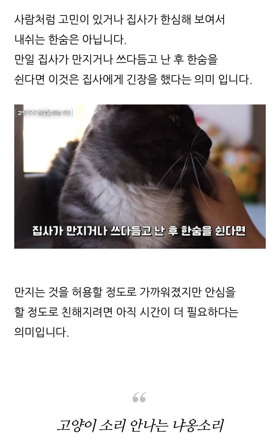 고양이 한숨과 혀 내밈 이유 | 인스티즈