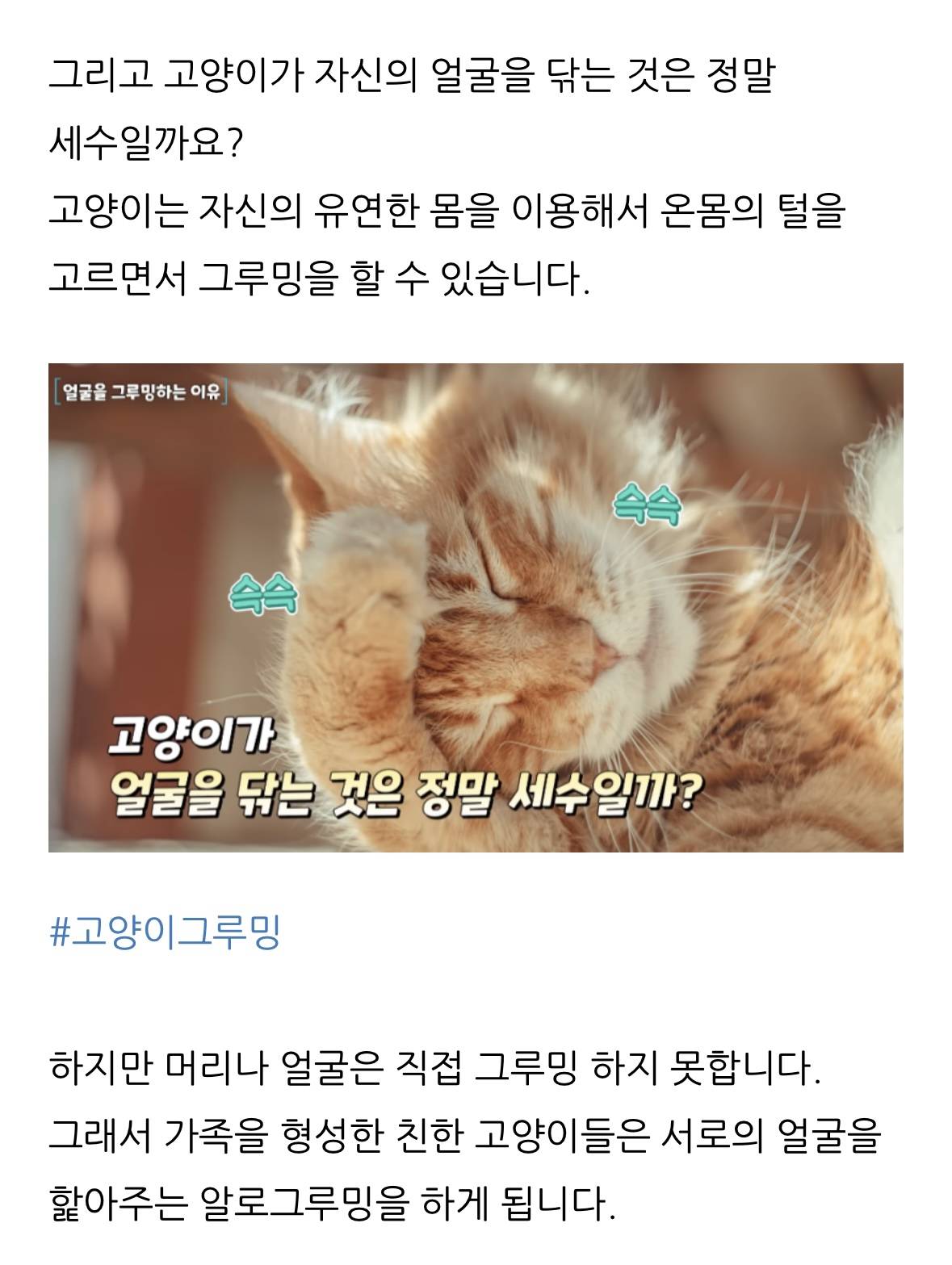 고양이 한숨과 혀 내밈 이유 | 인스티즈