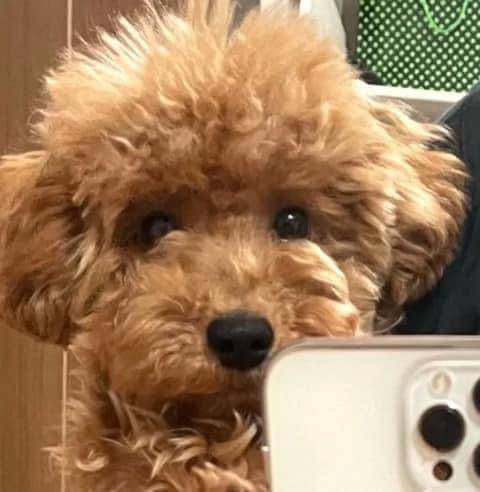 요즘 유행이라는 강아지 SNS 거울 셀카.jpg | 인스티즈