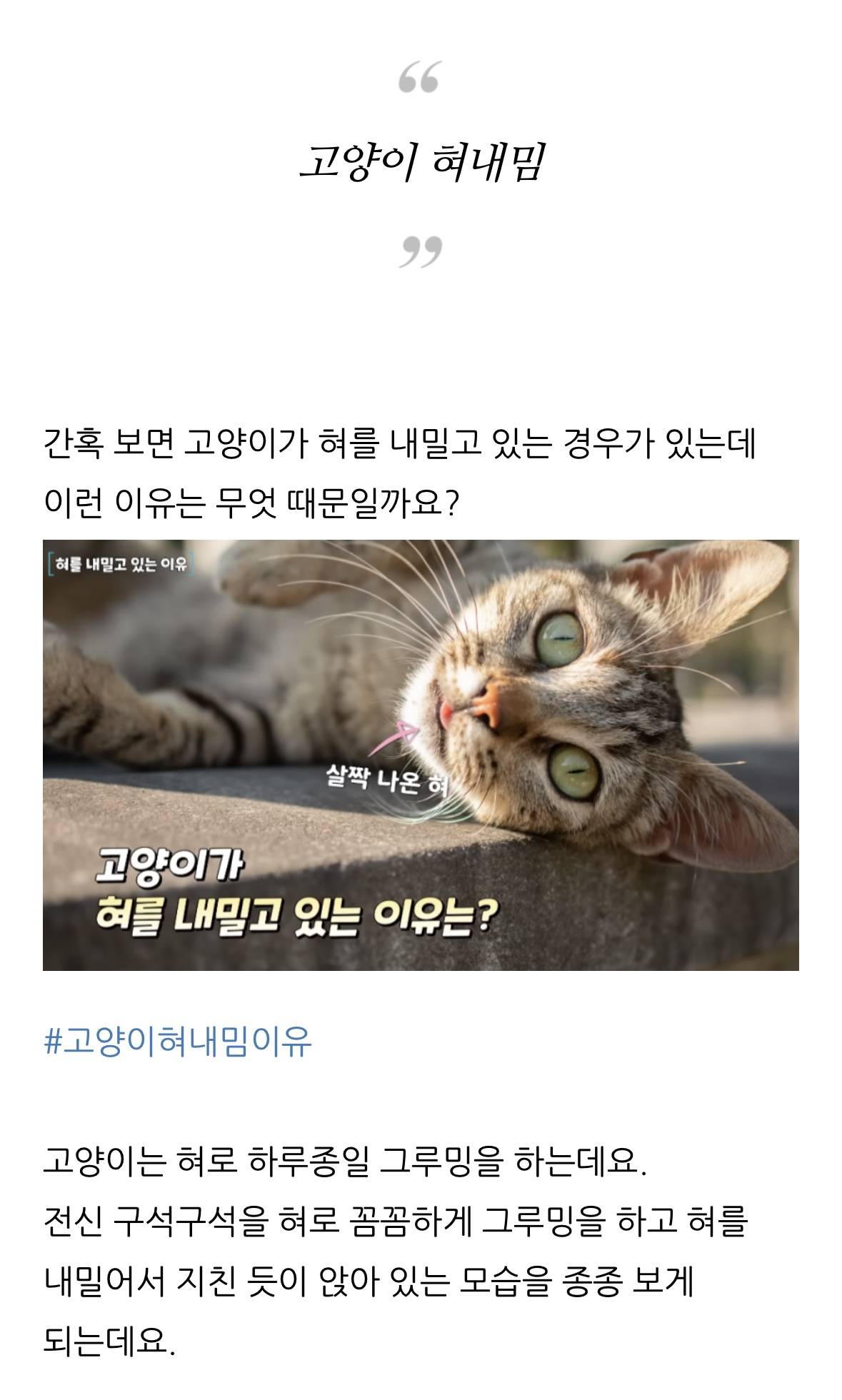 고양이 한숨과 혀 내밈 이유 | 인스티즈