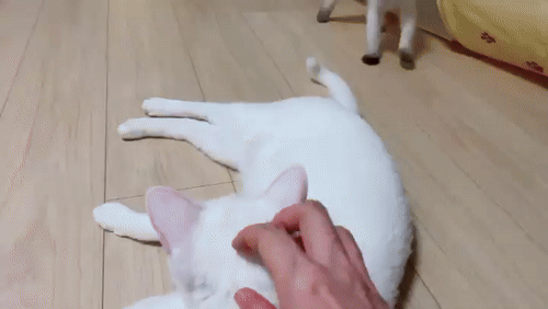 집사 따라서 쓰다듬는 고양이 | 인스티즈