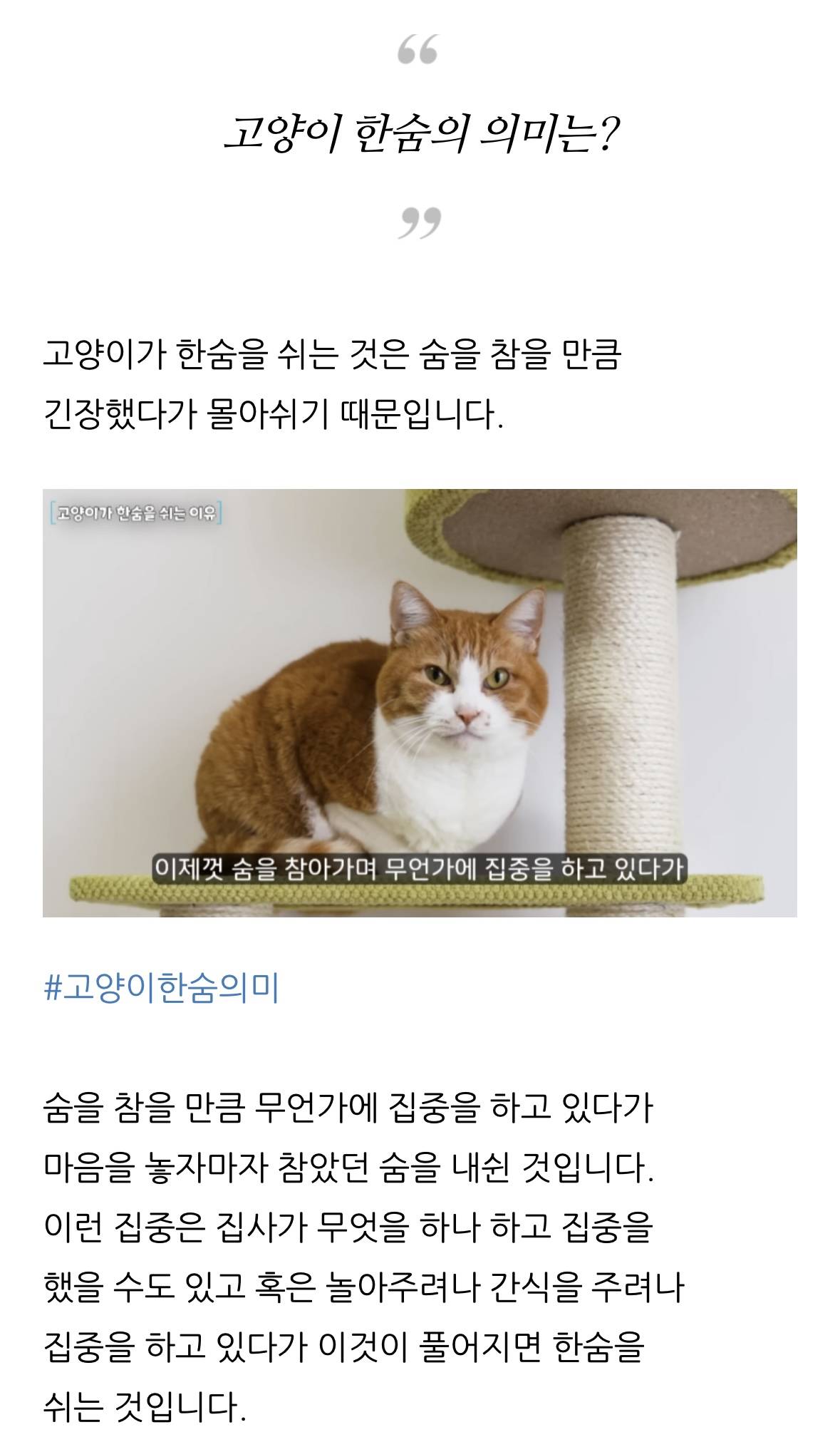 고양이 한숨과 혀 내밈 이유 | 인스티즈