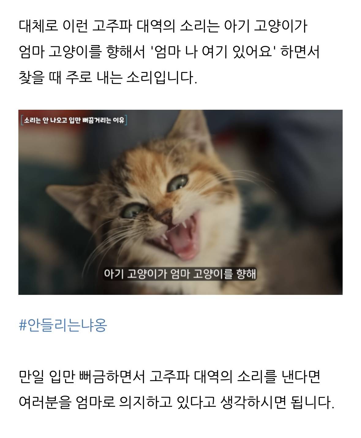 고양이 한숨과 혀 내밈 이유 | 인스티즈