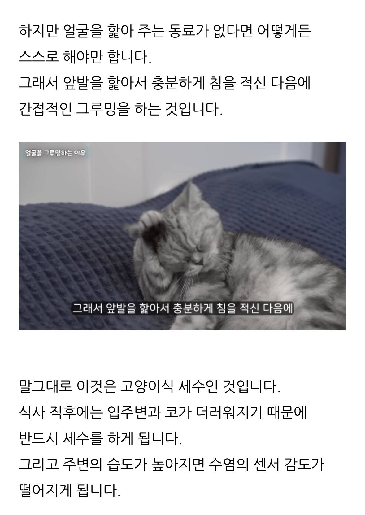 고양이 한숨과 혀 내밈 이유 | 인스티즈