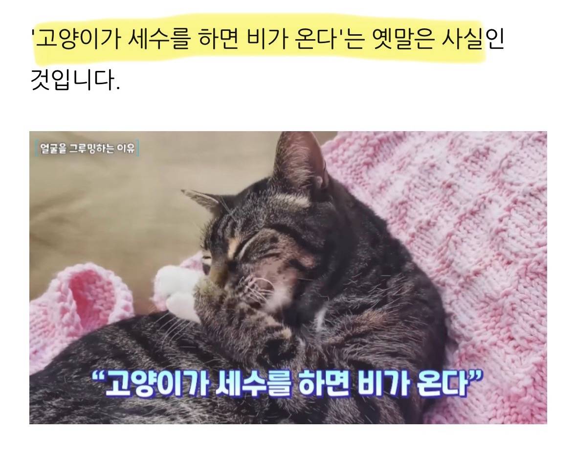 고양이 한숨과 혀 내밈 이유 | 인스티즈