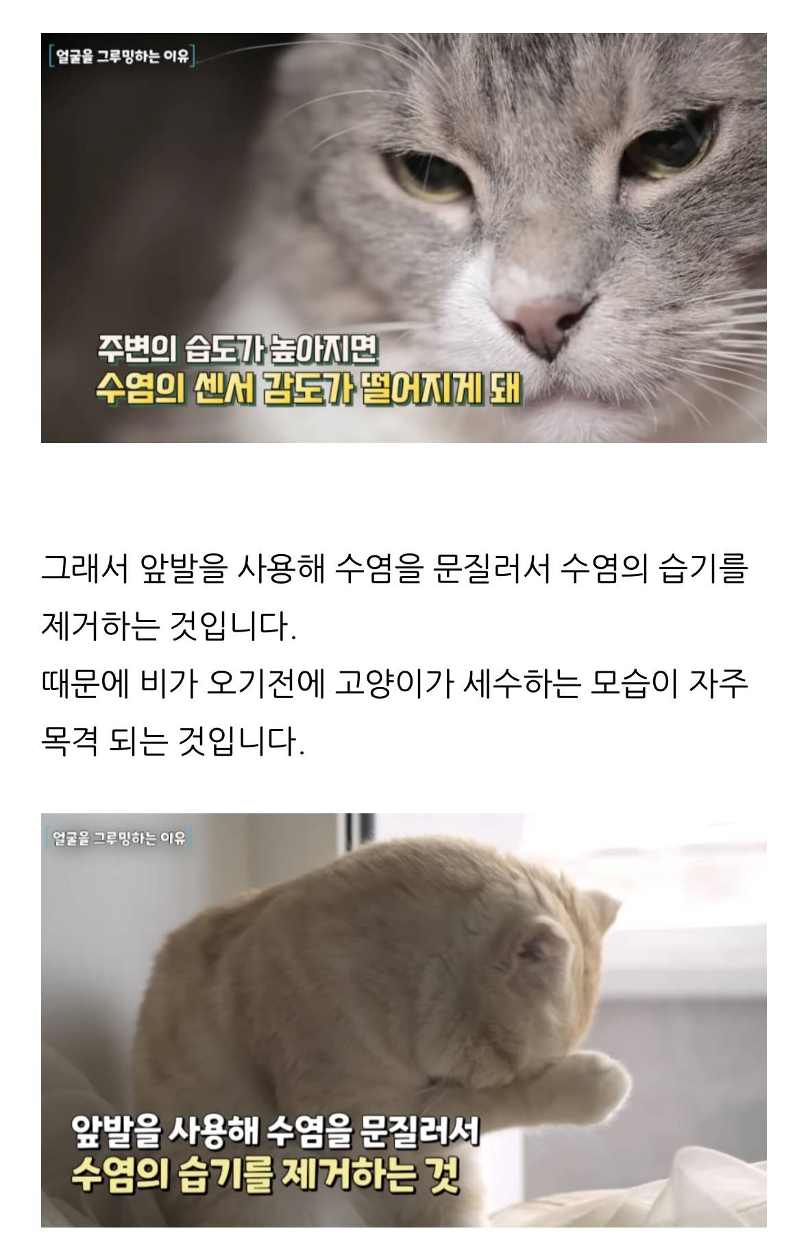 고양이 한숨과 혀 내밈 이유 | 인스티즈