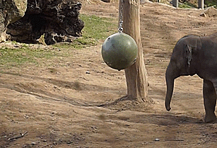 사실 아기 코끼리는 호다닥 달린다.gif | 인스티즈