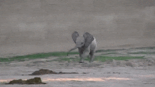  사실 아기 코끼리는 호다닥 달린다.gif