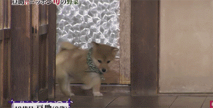 일본 교양 프로그램 마스코트인 애기 시바견.gif | 인스티즈
