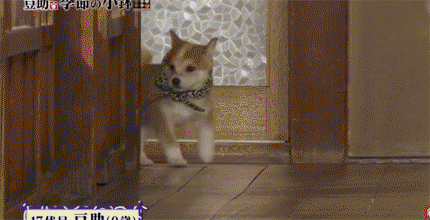일본 교양 프로그램 마스코트인 애기 시바견.gif | 인스티즈