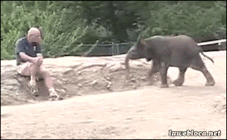 사실 아기 코끼리는 호다닥 달린다.gif | 인스티즈