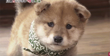 일본 교양 프로그램 마스코트인 애기 시바견.gif | 인스티즈