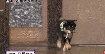일본 교양 프로그램 마스코트인 애기 시바견.gif | 인스티즈