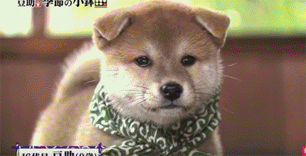 일본 교양 프로그램 마스코트인 애기 시바견.gif | 인스티즈