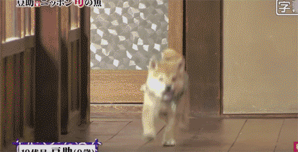 일본 교양 프로그램 마스코트인 애기 시바견.gif | 인스티즈