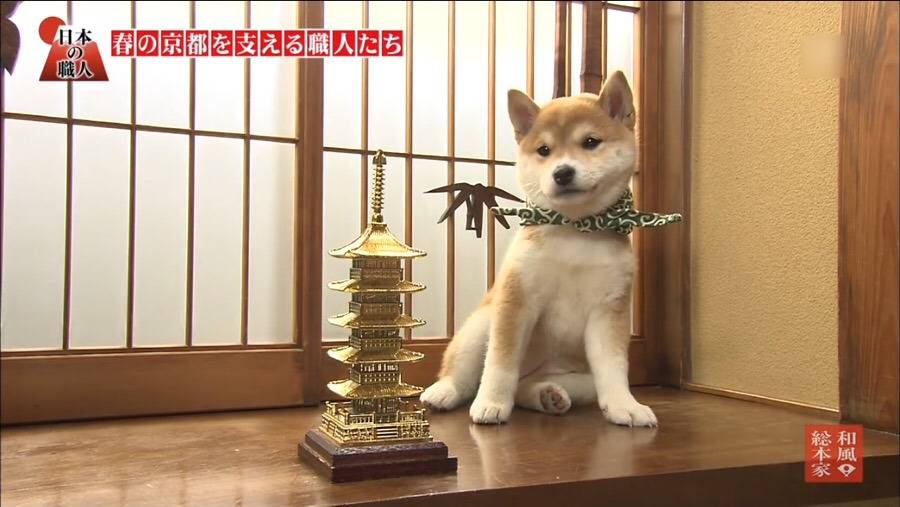 일본 교양 프로그램 마스코트인 애기 시바견.gif | 인스티즈