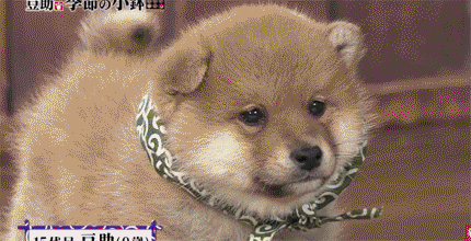 일본 교양 프로그램 마스코트인 애기 시바견.gif | 인스티즈