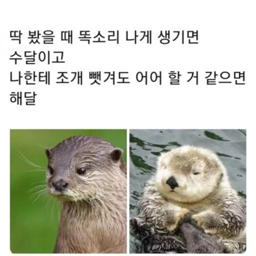 해달과 수달 구별하기 | 인스티즈