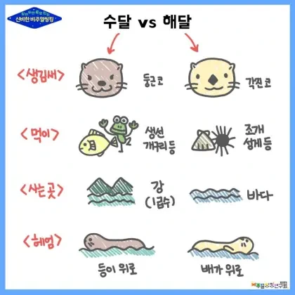 해달과 수달 구별하기 | 인스티즈