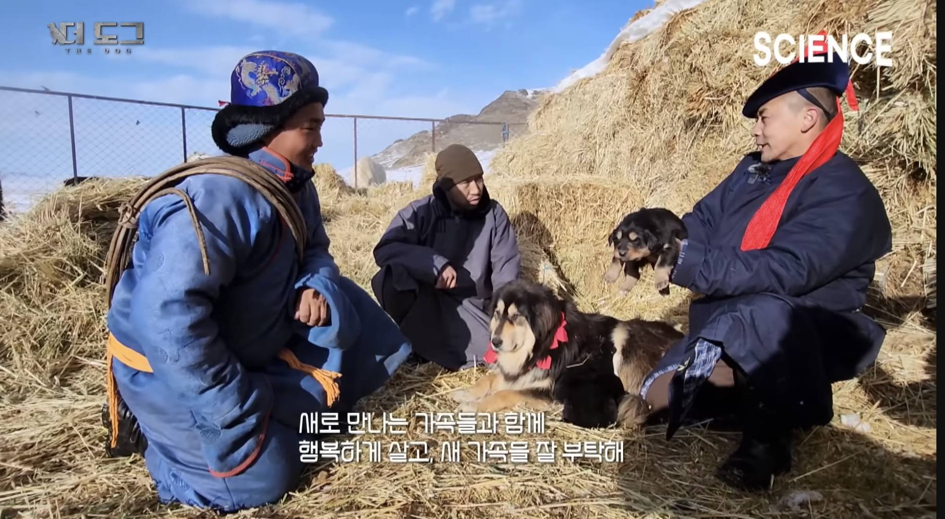 몽골에서 목양견 강아지를 새로 입양하는 방법 | 인스티즈