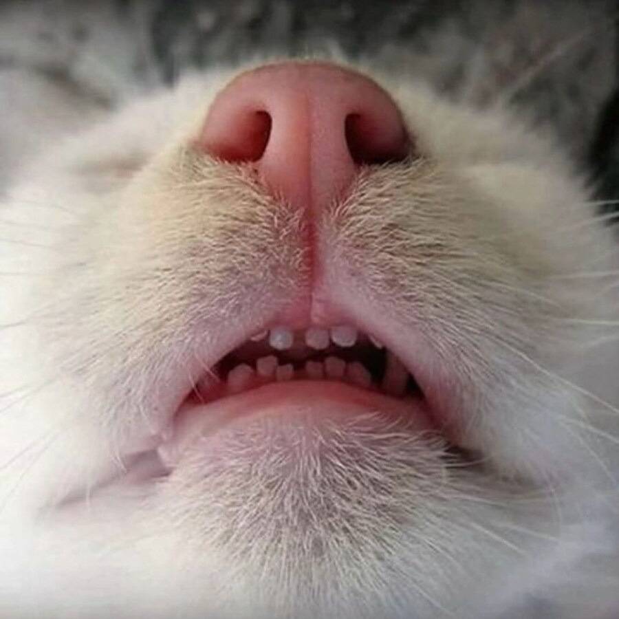 난 우울할 때 고양이 앞니를 봐🐱🦷 | 인스티즈