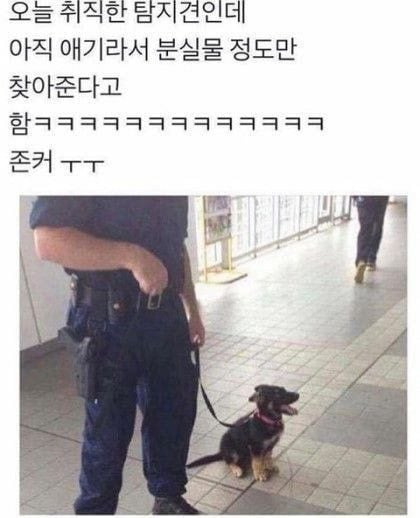 친구들이랑 시장 갔다가 멍멍이 봤어 고양이한테 맞고 우는중이래.jpg | 인스티즈