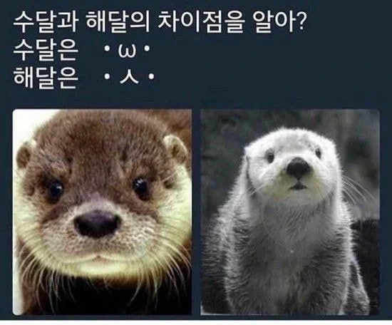 해달과 수달 구별하기 | 인스티즈