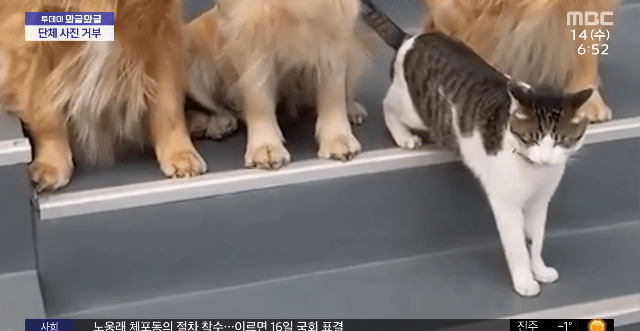 단체사진 거부한 고양이의 최후.gif | 인스티즈