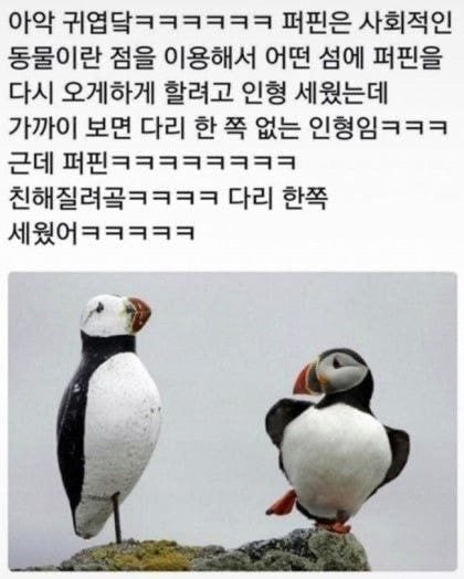 친구들이랑 시장 갔다가 멍멍이 봤어 고양이한테 맞고 우는중이래.jpg | 인스티즈