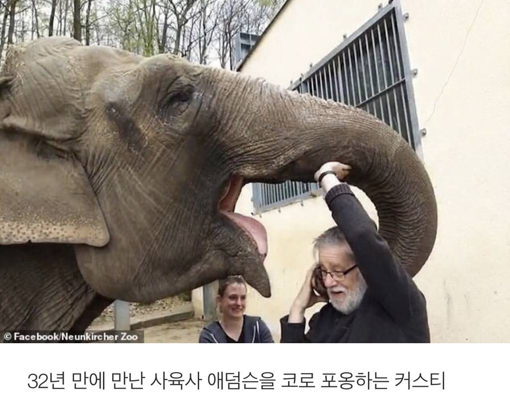 코끼리는 인간을 '귀여운 강아지'라고 생각한다 | 인스티즈