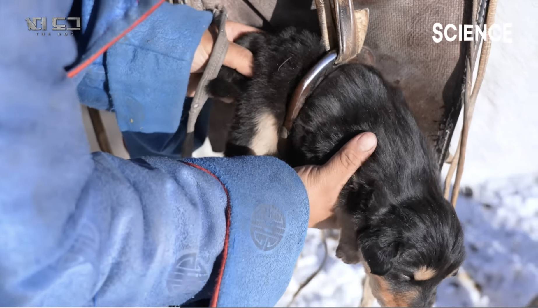 몽골에서 목양견 강아지를 새로 입양하는 방법 | 인스티즈