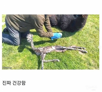 갓 태어난 알파카 상태 | 인스티즈