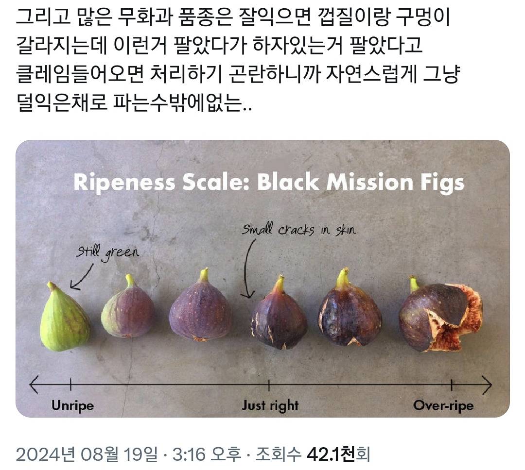진짜 짱맛인 무화과를 먹으려면 전남으로 사람이 내려가야함.twt | 인스티즈