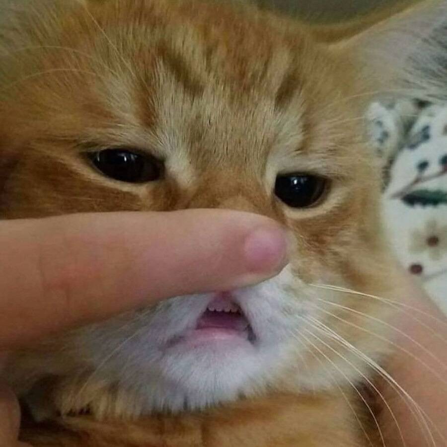 난 우울할 때 고양이 앞니를 봐🐱🦷 | 인스티즈