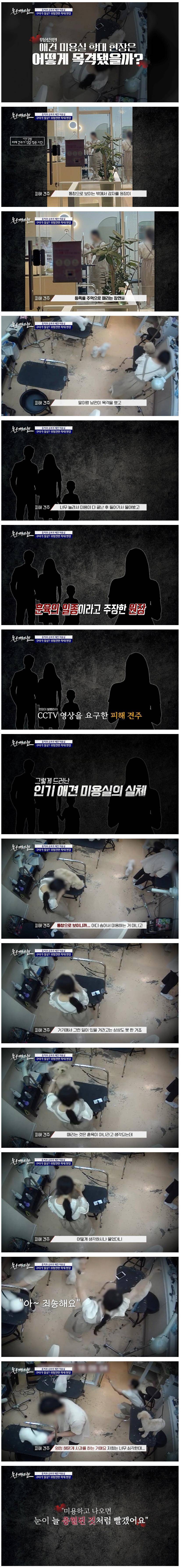 애견인들 사이에서 난리난 애견미용실 학대 사건 CCTV | 인스티즈