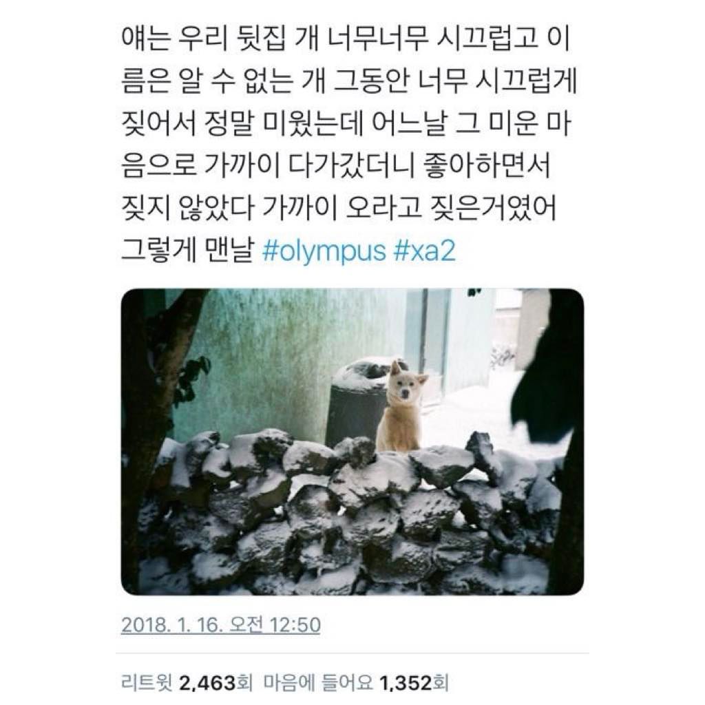 강아지에게 받는 완전무결한 사랑 | 인스티즈