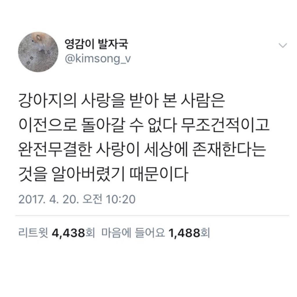 강아지에게 받는 완전무결한 사랑 | 인스티즈