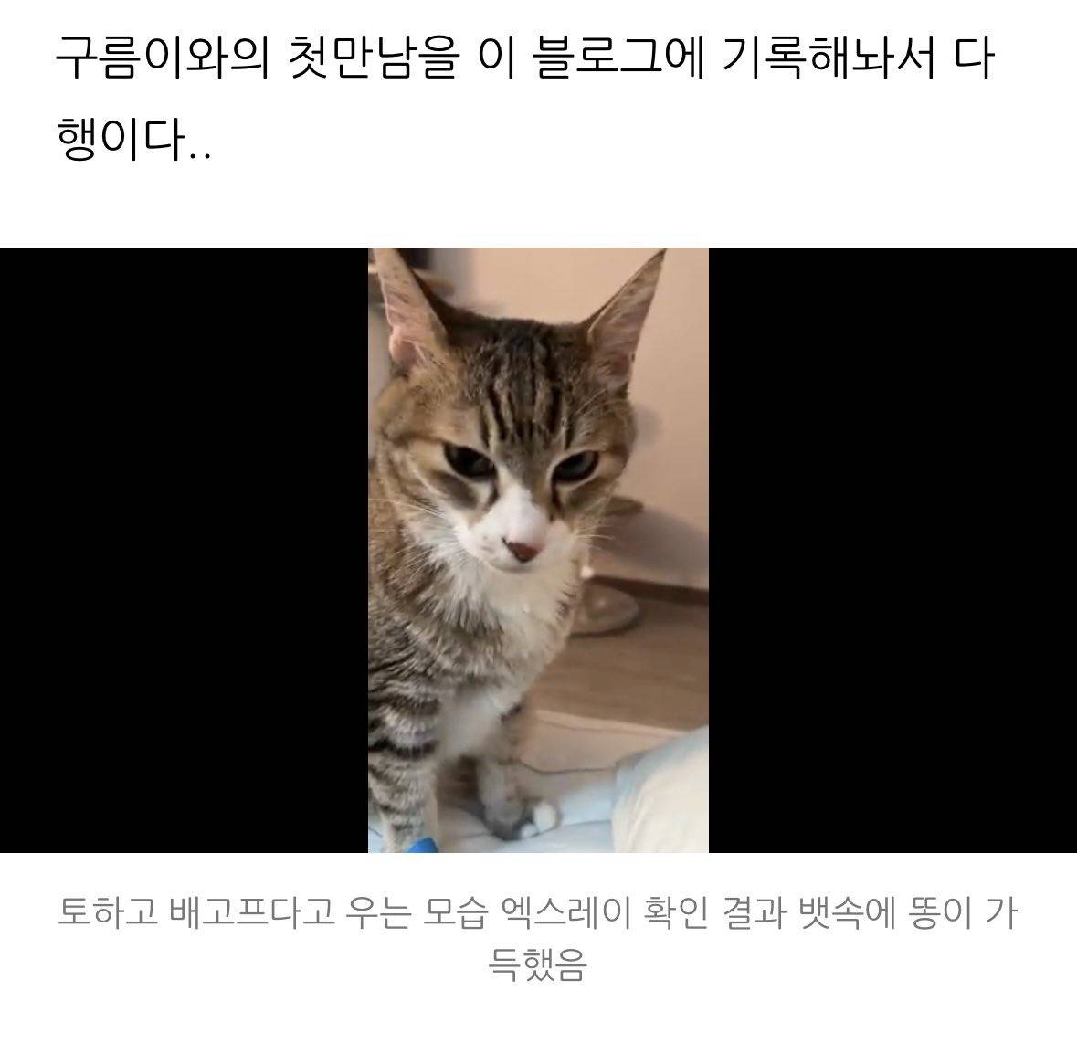 유튜버 햄튜브네 고양이 구름이 근황..twt | 인스티즈