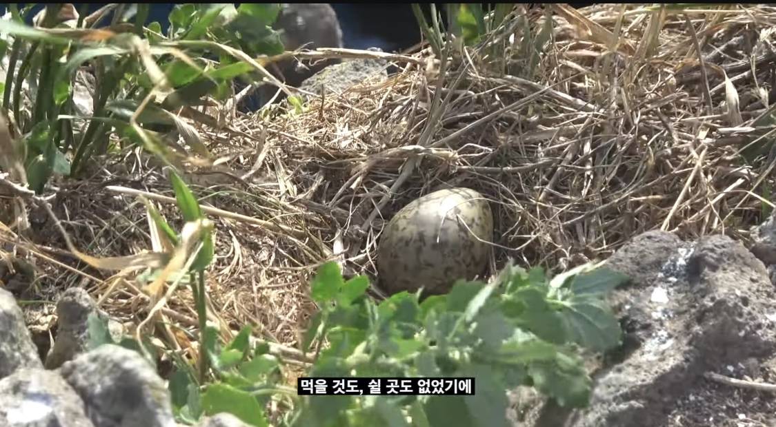 제주해녀가 독도 수호에 기여했다는 사실 알고있었어? | 인스티즈