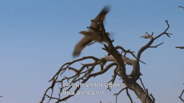 보초서는 미어캣을 먹을것으로 유혹하면 흔들릴까? | 인스티즈