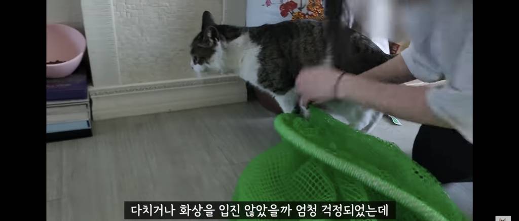 가족들 몰래 고양이를 갖다버린 아빠 | 인스티즈