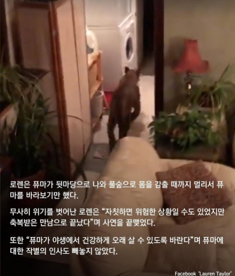 집에 들어온 야생 퓨마와 눈 마주치자 눈키스로 목숨 구한 여성 | 인스티즈