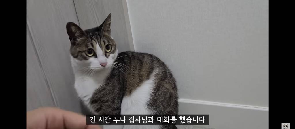 가족들 몰래 고양이를 갖다버린 아빠 | 인스티즈