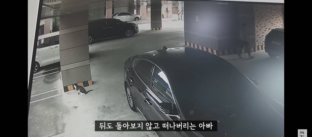 가족들 몰래 고양이를 갖다버린 아빠 | 인스티즈