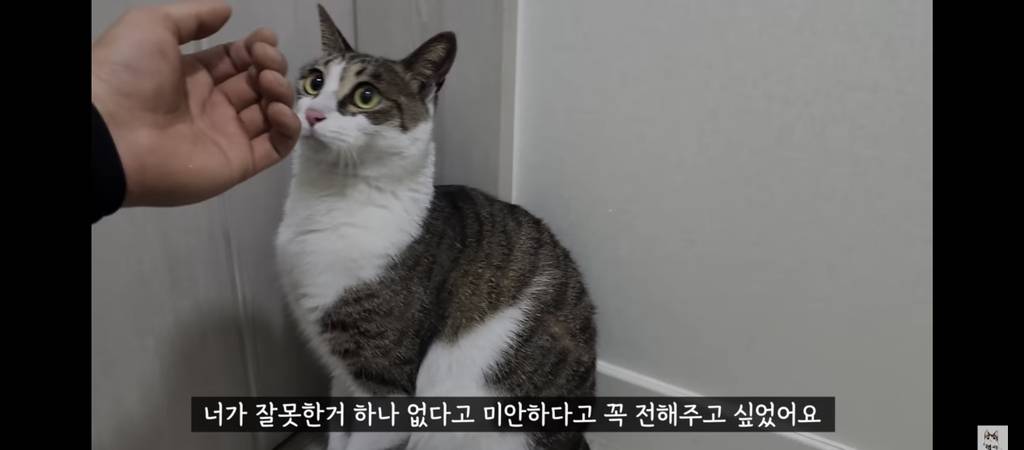 가족들 몰래 고양이를 갖다버린 아빠 | 인스티즈