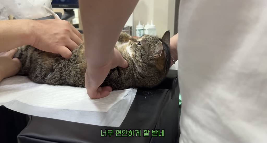 육묘 난이도 최하인 고양이.jpg | 인스티즈