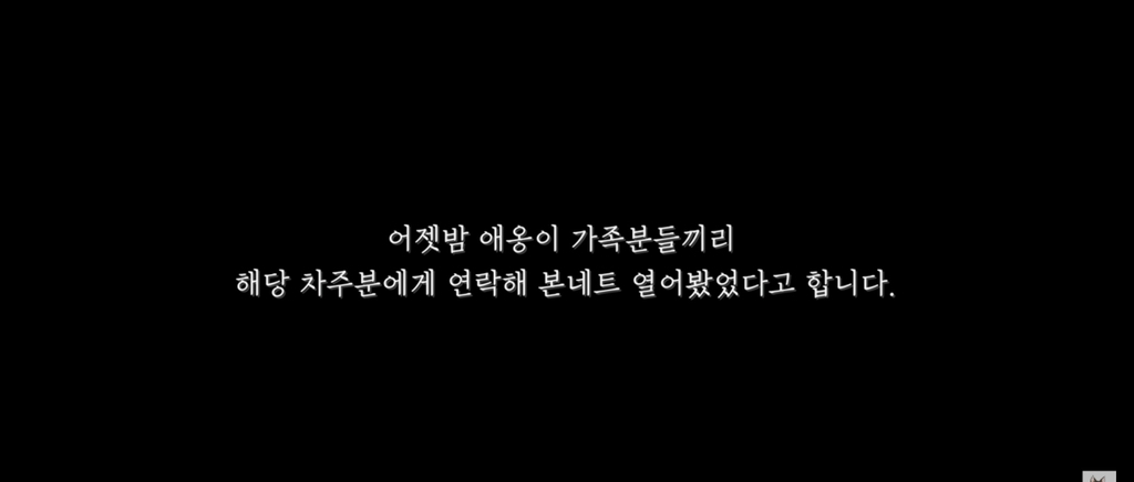 가족들 몰래 고양이를 갖다버린 아빠 | 인스티즈