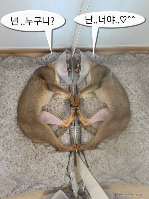 친언니가 유기묘 구조해서 수술하고 최초 발견자 아저씨한테 입양보냈었는데 ㅋㅋㅋ | 인스티즈