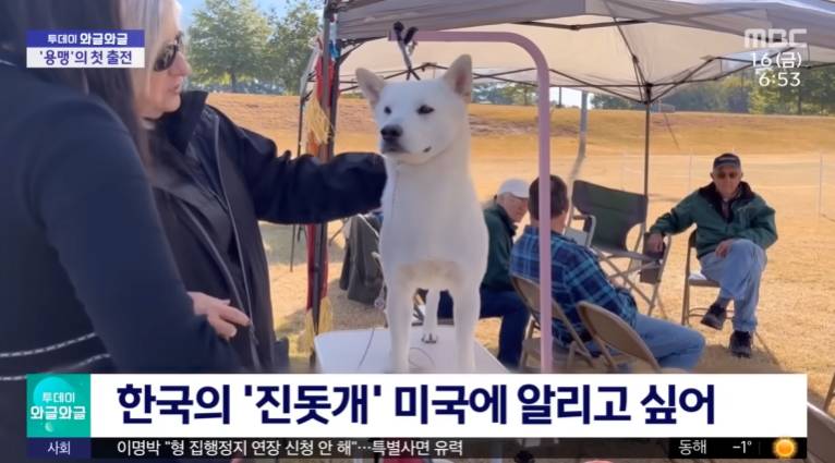 미국 도그쇼에서 1등한 진돗개 | 인스티즈