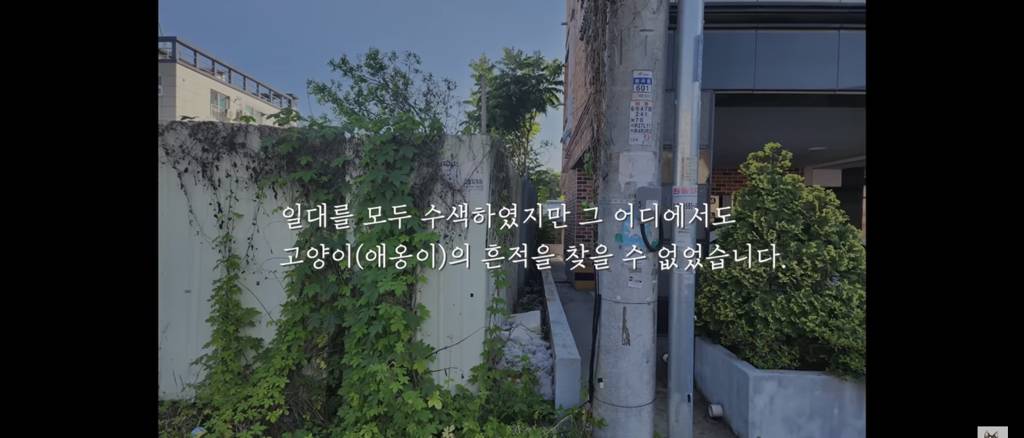 가족들 몰래 고양이를 갖다버린 아빠 | 인스티즈